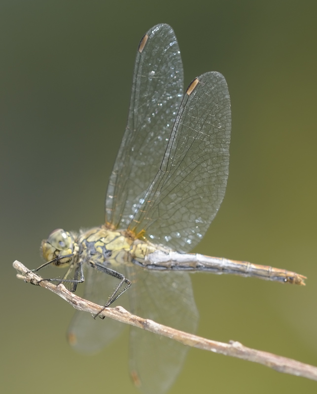 Sympetrum da controllare - Sympetrum sanguineum